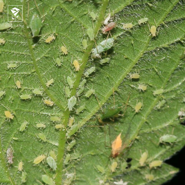 اجتماع حشرات و آفات علت قهوه ای شدن برگ‌ گیاهان