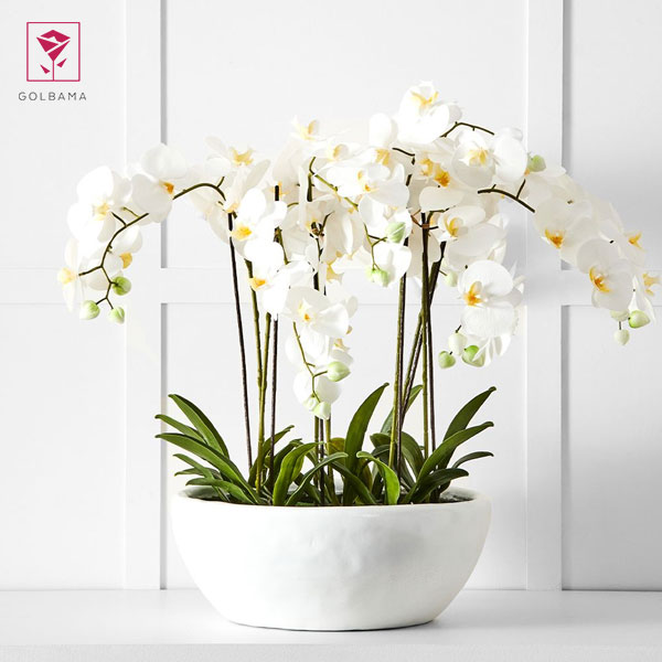 گلدان ارکیده‌های سفید: معرفی گیاهان آپارتمانی آلرژی زا