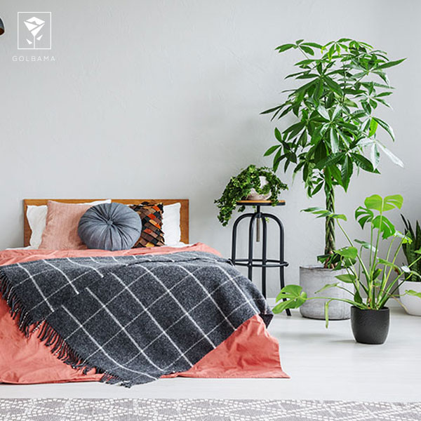 تاثیر نگهداری از گیاه در اتاق خواب بر تصفیه هوا