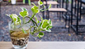 رشد گیاهان آپارتمانی در آب و تدارک یک دکور رؤیایی