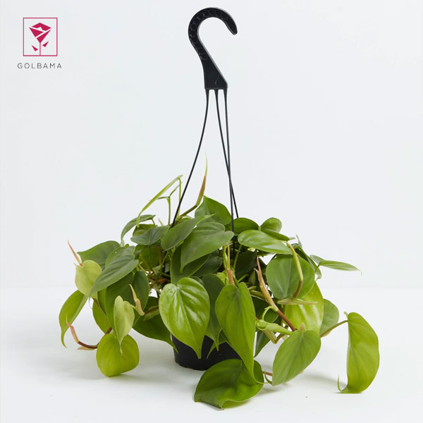  فیلودندرون (Philodendron)؛ گل آویز آپارتمانی