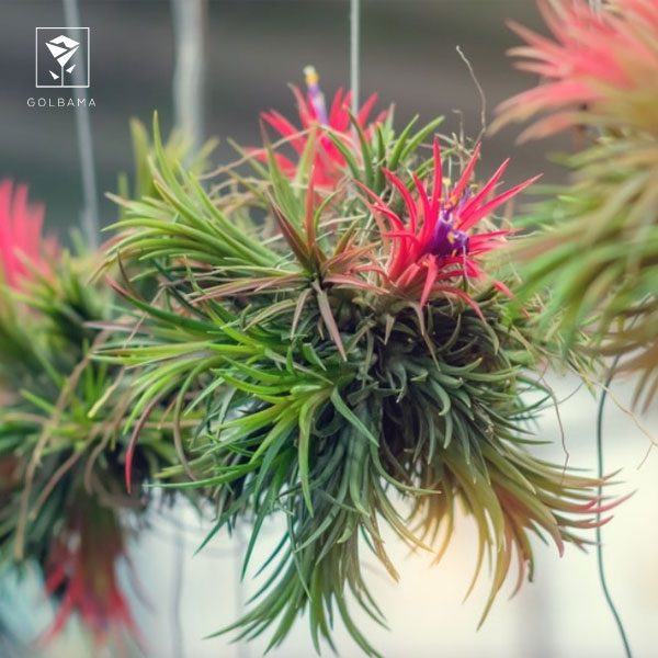 نمایی از گیاه تیلاندسیا (TILLANDSIA)؛ گل آویز آپارتمانی