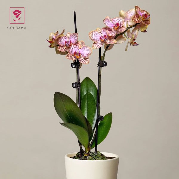 نمایی از گل ارکیده (Orchid)، گل آویز آپارتمانی