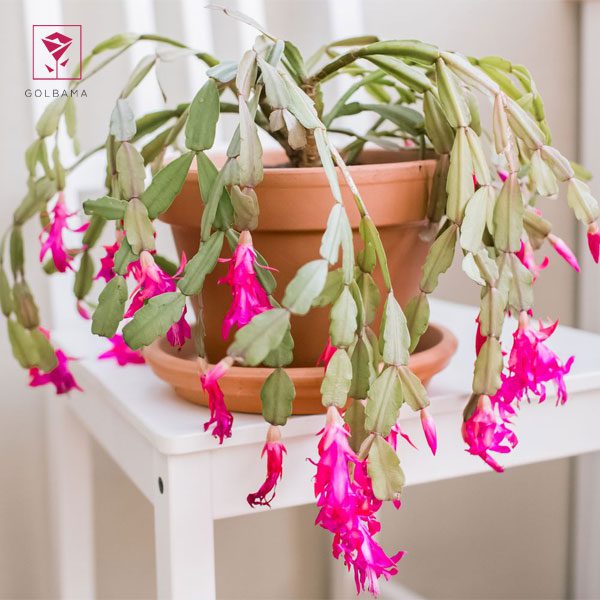 نمایی از کاکتوس کریسمس (Christmas Cactus)، گل آویز آپارتمانی