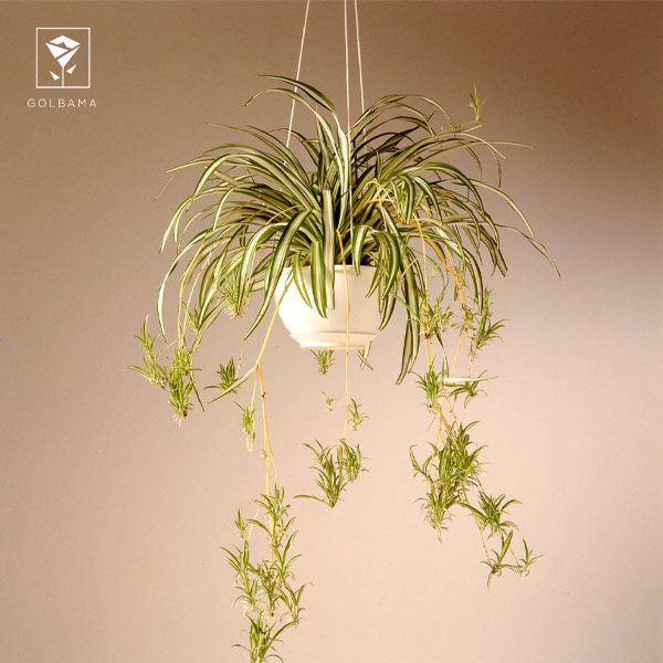 نمایی از گل گندمی (Spider Plant)؛ گل آویز آپارتمانی