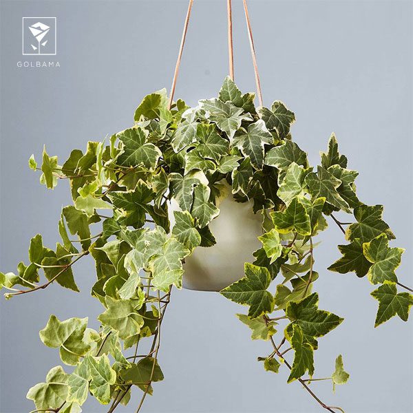 گل پیچگ انگلیسی (English Ivy)؛ گل آویز آپارتمانی 