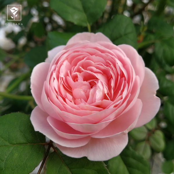 گل رزهای انگلیسی