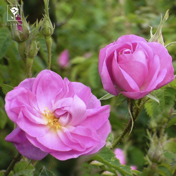 گل محمدی از انواع گل رز زیبا و معطر