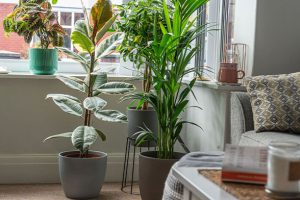 گیاهان آپارتمانی بزرگ: آشنایی با 31 گیاه آپارتمانی غول پیکر