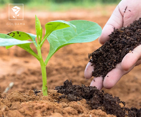 بهترین کودهای تقویتی برای گیاهان آپارتمانی