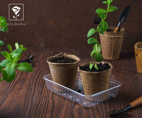 بهترین کودهای تقویتی برای گیاهان آپارتمانی