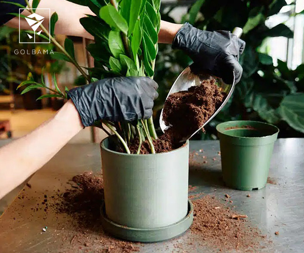 سوالات رایج در رابطه با بهترین کود برای گیاهان آپارتمانی