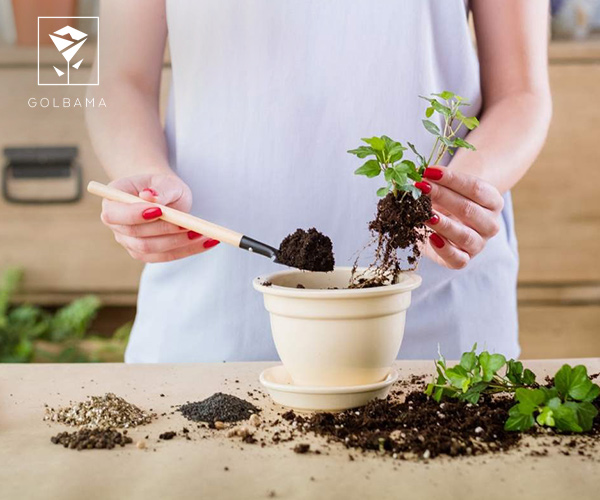 اهمیت وجود نیتروژن در کود ها برای گیاهان