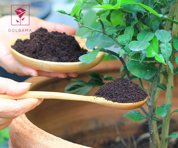اهمیت کلسیم برای فرایند تقسیم سلول‌های گیاه و ایجاد بافت‌های جدید