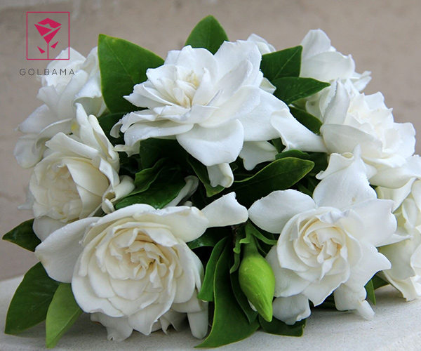 دسته گل گاردنیا برای دیت اول
