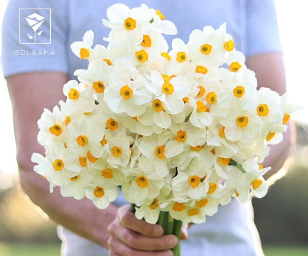 دسته گل نرگس برای قرار اول