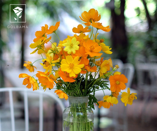 دسته گل ستاره‌ای برای دیت اول