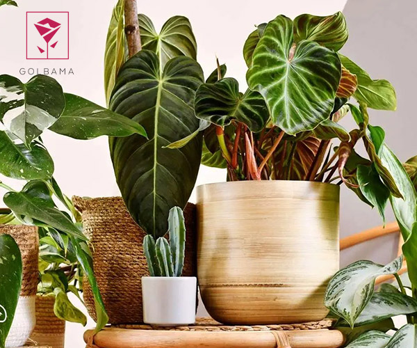 معرفی گلفروشی رزگاردن