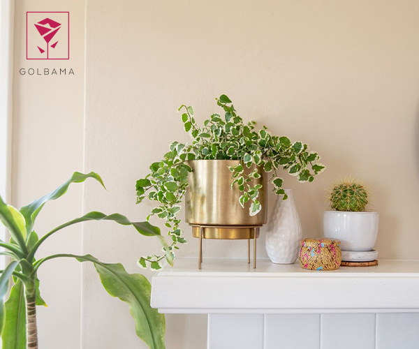 پیچک سوئدی گل مناسب آشپزخانه