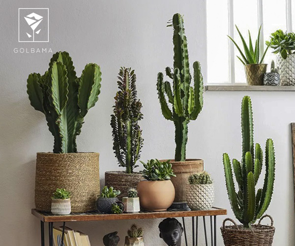 گیاه کاکتوس مناسب آشپزخانه
