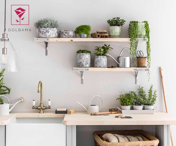 گیاه آپارتمانی مناسب آشپزخانه برای کاهش استرس