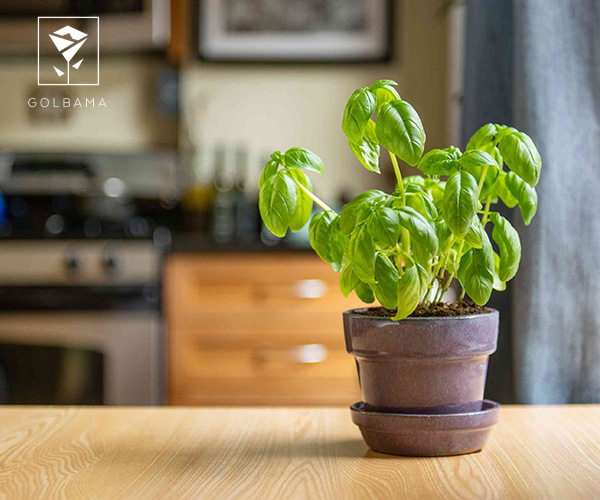 گیاهان معطر مناسب آشپزخانه