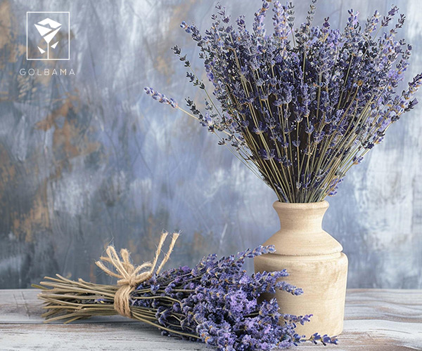 اسطوخودوس گیاه آپارتمانی مقاوم به گرما