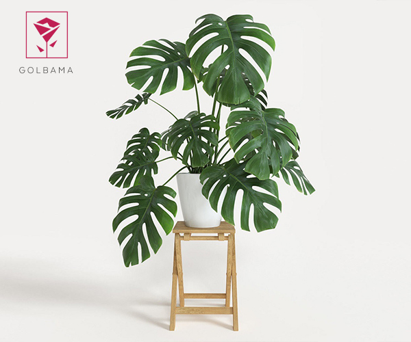گل برگ انجیری برای آپارتمان