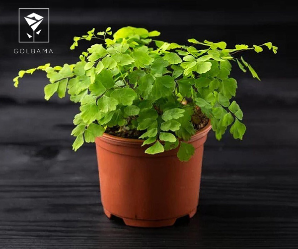  پرسیاوشان گیاه آپارتمانی مقاوم به گرما
