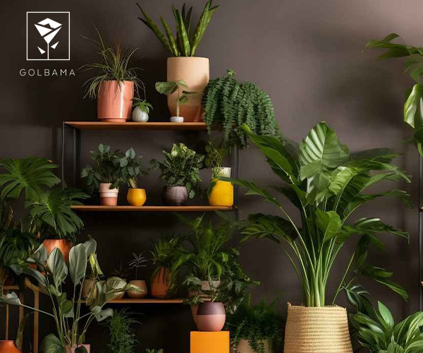 گیاهان آپارتمانی مقاوم به گرما