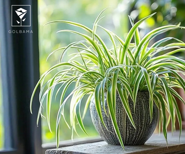 گیاه آپارتمانی گندمی 