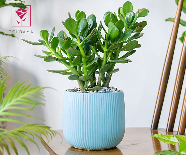 گیاه یشم گیاه آپارتمانی مقاوم به گرما