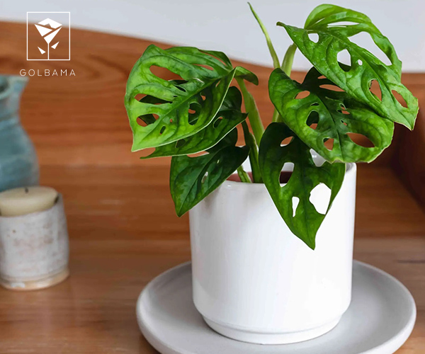 برگ انجیری گیاه برای راهرو با نور کم
