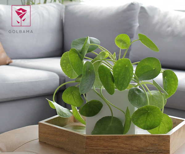 گیاه پول چینی از گیاهان آپارتمانی برای راهرو با نور کم