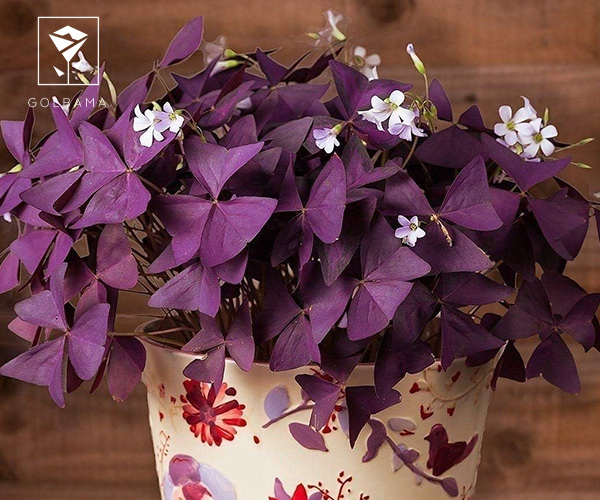 اکسالیس گیاه آپارتمانی مناسب راهرو با نور کم