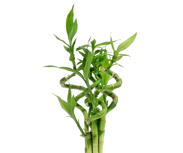 لاکی بامبو گل ماه تولد بهمن ماه