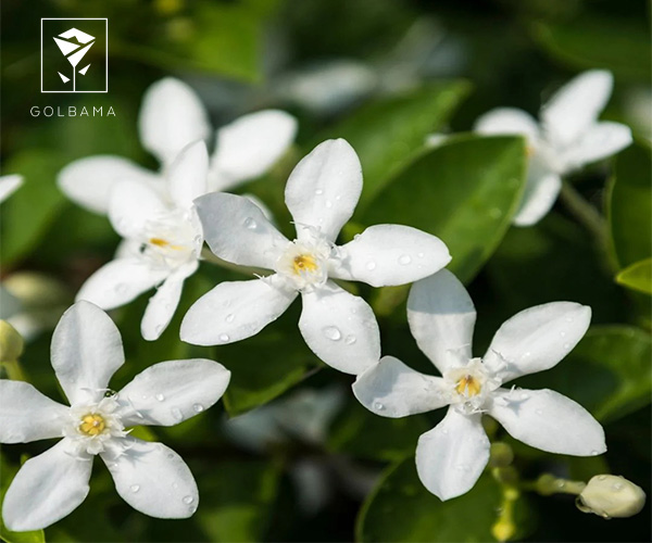 گل یاسمن سپید گل متولدین بهمن ماه