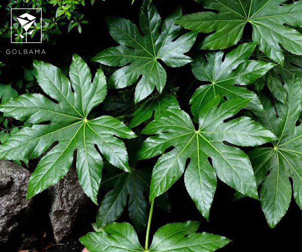 آرالیا ژاپنی از گیاهان مقاوم به سرما