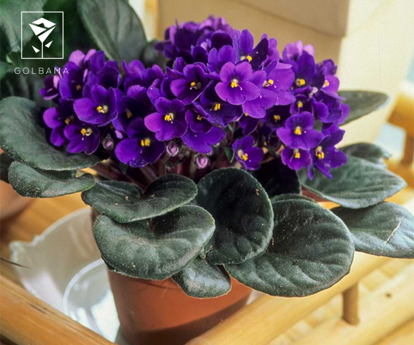 بنفشه آفریقایی