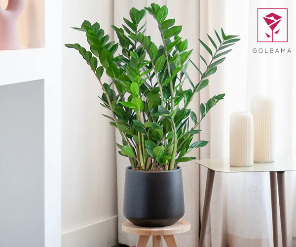 زامیفولیا از گیاهان مقاوم به سرما برای بالکن