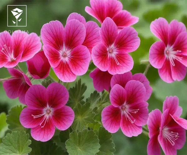 گل شمعدانی زیباترین گل آپارتمانی مقاوم به سرما