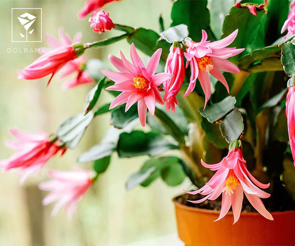 کاکتوس کریسمس