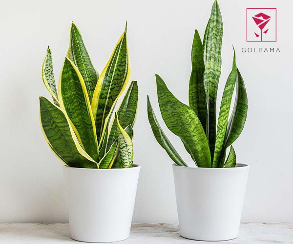 سانسوریا یا گیاه شمشیری گل آپارتمانی مقاوم به سرما