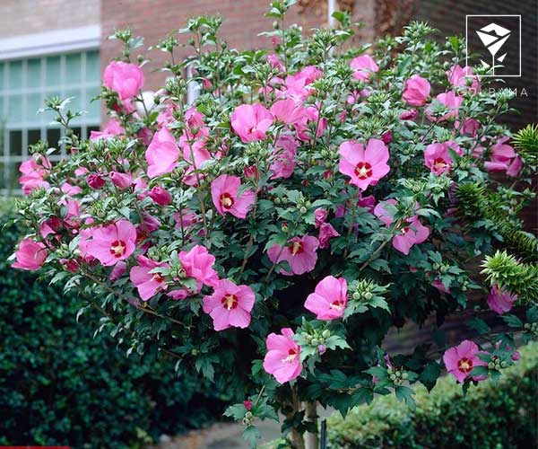 گیاه ختمی درختی