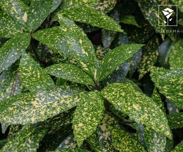 گیاه آکوبا یک گل آپارتمانی مقاوم به سرما