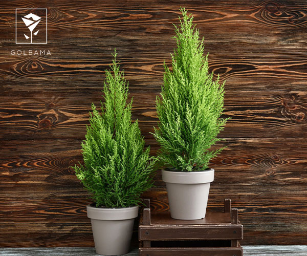 کاج معطر لیمویی