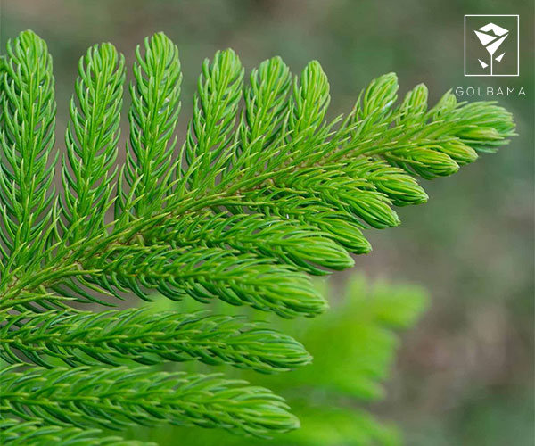 کاج مطبق گل آپارتمانی مقاوم به سرما