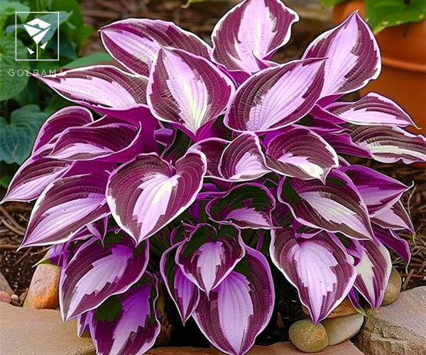 گیاه هوتسا از گیاهان مقاوم به سرما برای راه پله