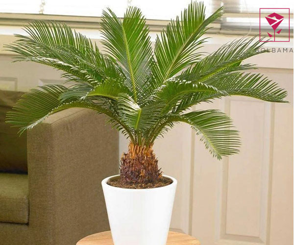 نخل سیکاس یک گل آپارتمانی مقاوم به سرما