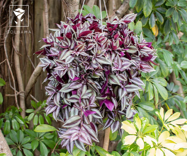 گل گندمی از گیاهان مقاوم به سرما